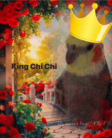 a picture of a bird wearing a crown with the words king chi chi on the bottom