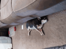 a small dog laying on a carpet next to a brown couch