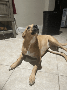 a brown dog is laying on a tiled floor in front of a honeywell air purifier