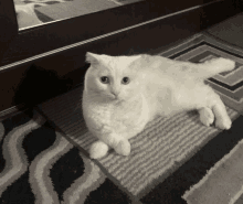 a white cat is laying on a rug with a mirror in the background