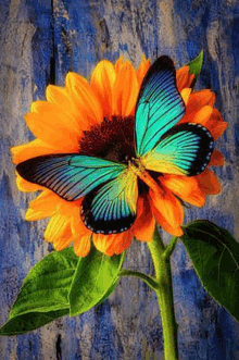 a blue and yellow butterfly is sitting on a sunflower .