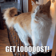 a cat standing on a railing with the words get loooost