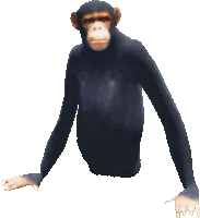 a chimpanzee with a very long arm is sitting on a white background