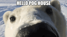 a polar bear says hello pog house in front of a snowy field