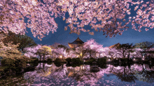 a reflection of cherry blossom trees in a lake