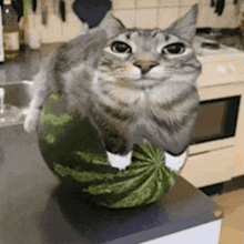 a cat is sitting on top of a watermelon on a table .