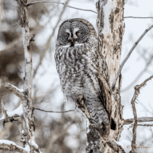 a gray owl perched on a tree branch with snow on the ground in the background