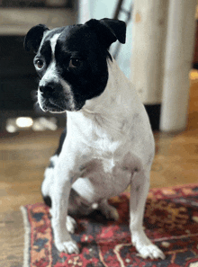 a black and white dog is sitting on a rug looking at the camera