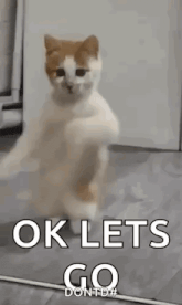 a cat is standing on its hind legs in a room with the words `` ok lets go '' .