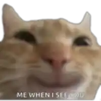 a close up of a cat 's face with the words `` me when i see you '' written below it .