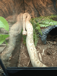 a snake in a terrarium with a reflection of another snake in the glass