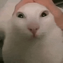 a close up of a person petting a white cat 's head .