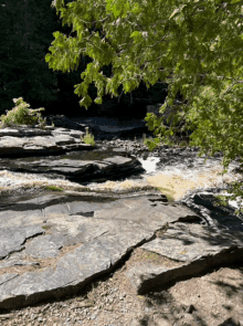 a river flows through a lush green forest