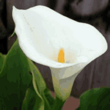 a close up of a white flower with a yellow center surrounded by green leaves