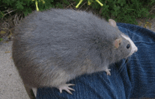 a gray rat is sitting on someone 's lap