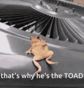 a frog is sitting on top of an air conditioner with the caption that 's why he 's the toad .