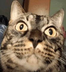 a close up of a cat 's face with a surprised look on it 's face