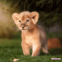 a picture of a lion cub with the words jigsawscopes in the bottom right corner