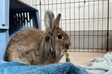 a rabbit in a blue cage eating a green plant