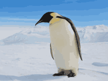 a penguin is standing in the snow looking up at the sky