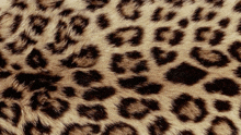 a close up of a leopard print pattern