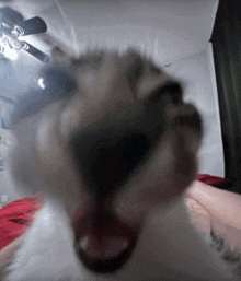 a close up of a cat 's face with a ceiling fan behind it