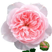 a close up of a pink flower with a green bud next to it