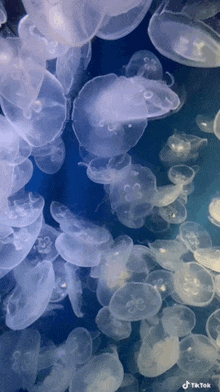 a group of jellyfish are swimming in a tank with tiktok written in the corner