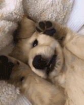 a puppy is laying on its back with its paws outstretched and looking at the camera .