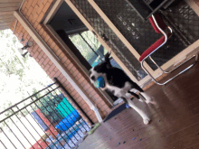 a black and white dog with a blue ball in its mouth