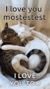 a couple of cats hugging each other with the words `` i love you mostestest i love you too '' .