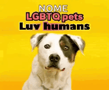 a white and black dog is sitting on a yellow background with the words `` nome lgbtqpets luy humans '' .