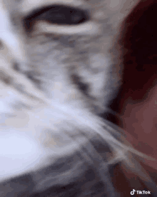 a close up of a cat 's face with a tiktok logo on the bottom right