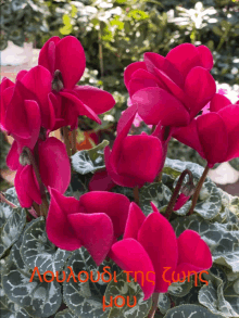 a bunch of pink flowers with the word you written in red