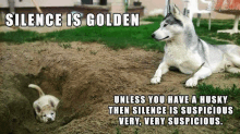 a husky dog is laying in the dirt next to a puppy in a hole