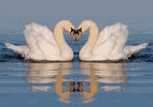 two swans are making a heart shape with their necks .