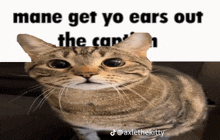 a cat with a caption that says mane get yo ears out the car