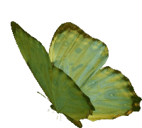 a green and yellow butterfly is flying in the air