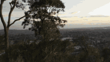 a view of a city from a hill with trees in the foreground and a cloudy sky in the background