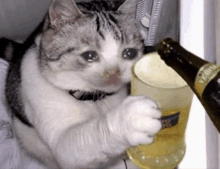 a cat holds a glass of beer next to a bottle