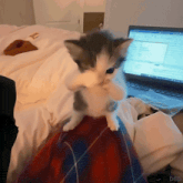 a kitten is sitting on a plaid blanket in front of a laptop computer