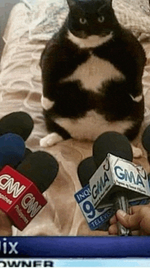 a black and white cat is sitting on a bed surrounded by microphones from cnn gma and 9 television