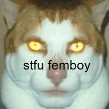 a close up of a cat 's face with the words stfu femboy written above it