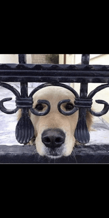 a close up of a dog looking through a fence