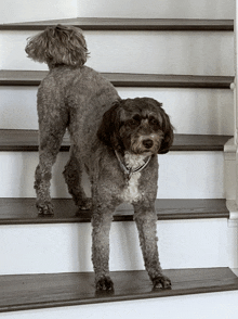 two dogs standing on a set of stairs one of which has a name tag that says ' amanda ' on it