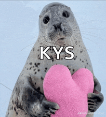 a seal holding a pink heart with the word kys written on it