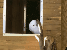 a white bird looking out of a wooden window