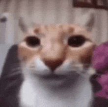 a close up of a cat 's face with a blurred background .