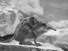 a black and white photo of a small animal with a long nose