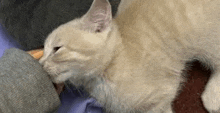 a close up of a cat licking a person 's feet .